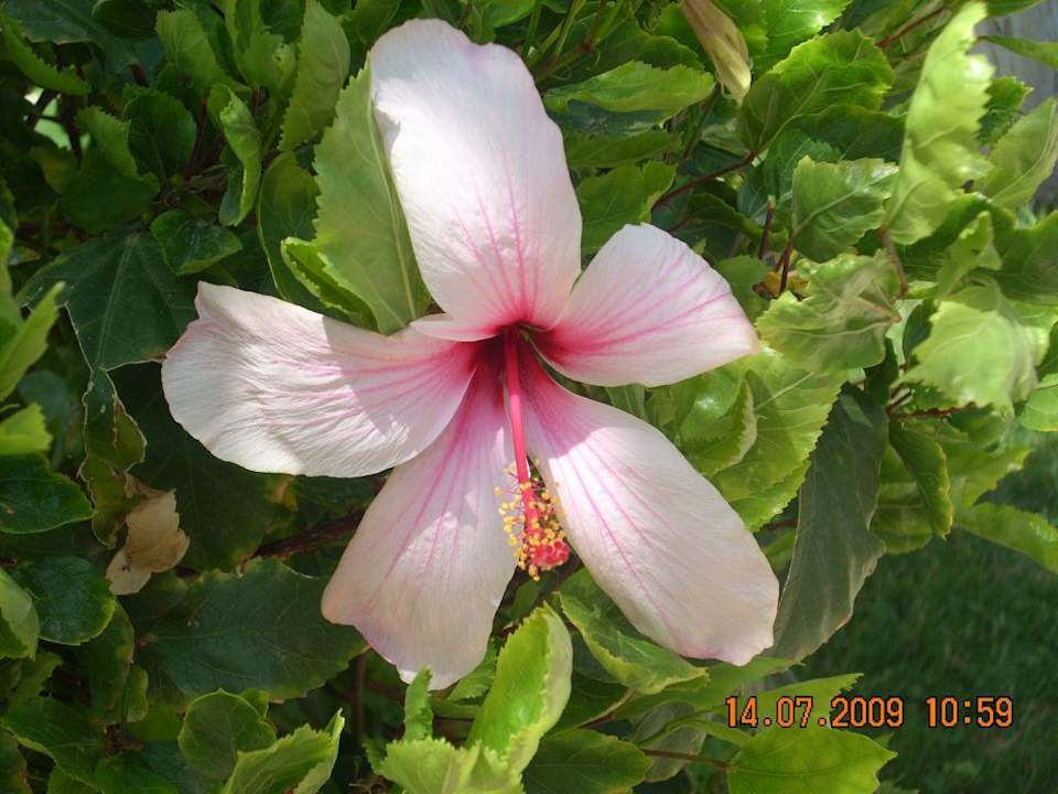 И такие цветы Pickalbatros Aqua Park Resort - Hurghada