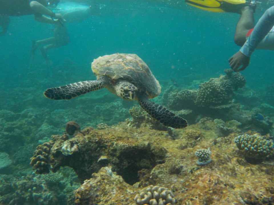 Schnorcheln mit Schildkröten Summer Island Maldives