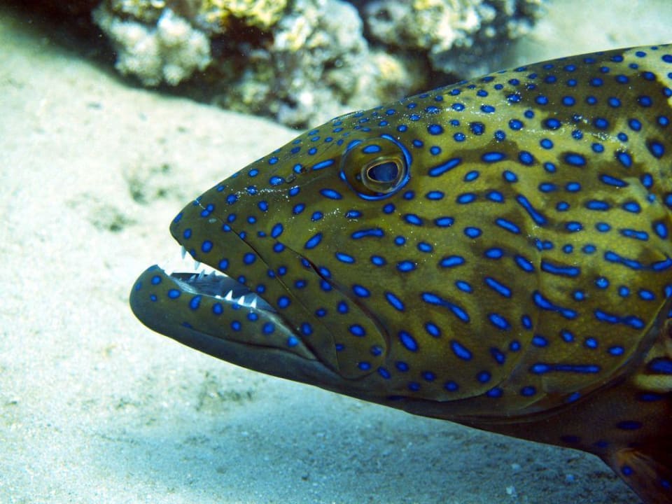 Zackenbarsch Ghazala Beach