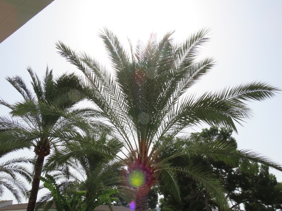 Ausblick Prinsotel La Dorada