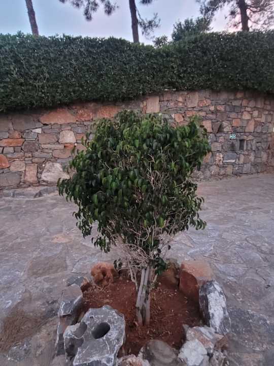 Gartenanlage Domes Aulus Elounda All-Inclusive Resort, Curio Collection by Hilton