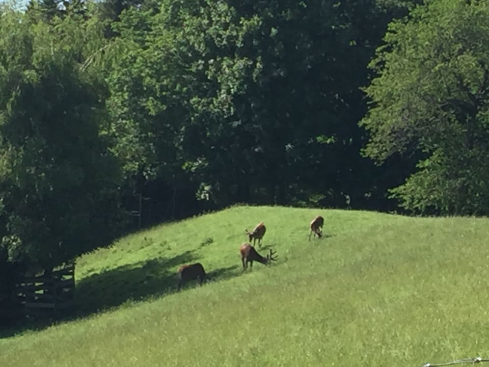 Sport & Freizeit Gasthof Pension Löwen