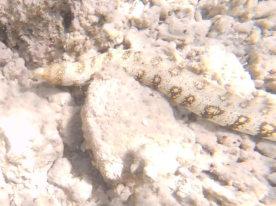 Sonstiges JAZ Neo Reef Marsa