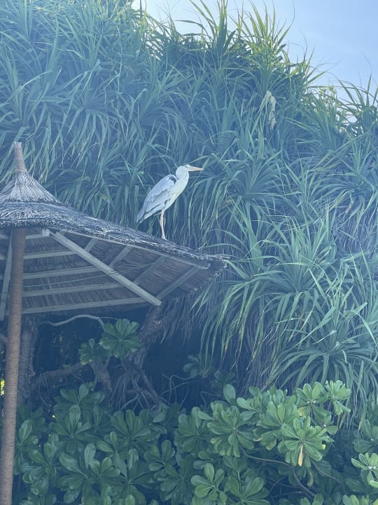 Gartenanlage NH Collection Maldives Reethi Resort