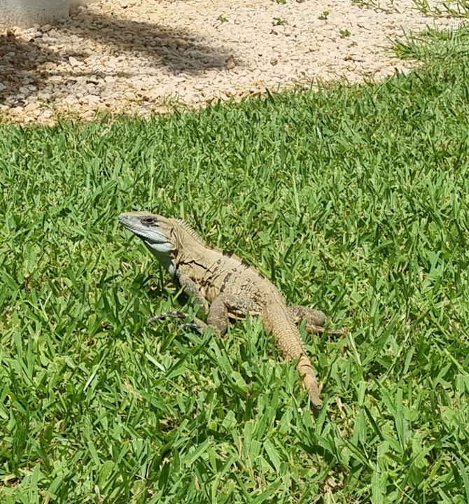 Gartenanlage Hotel Riu Playacar