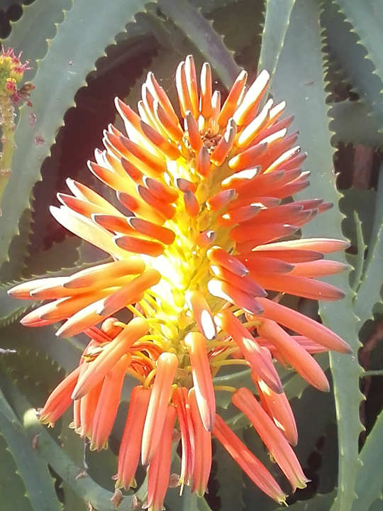 Gartenanlage Jardin Mariposa Retreat- und Seminarzentrum