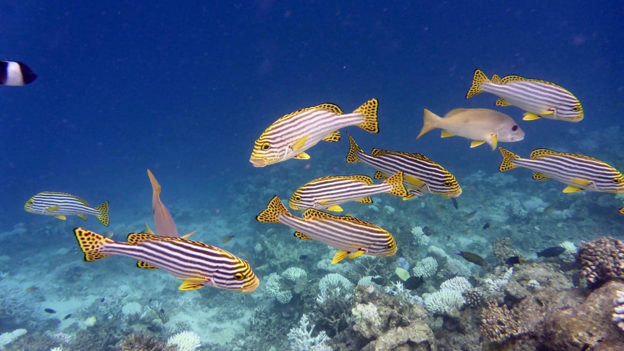 Hausriff Thulhagiri Island Resort