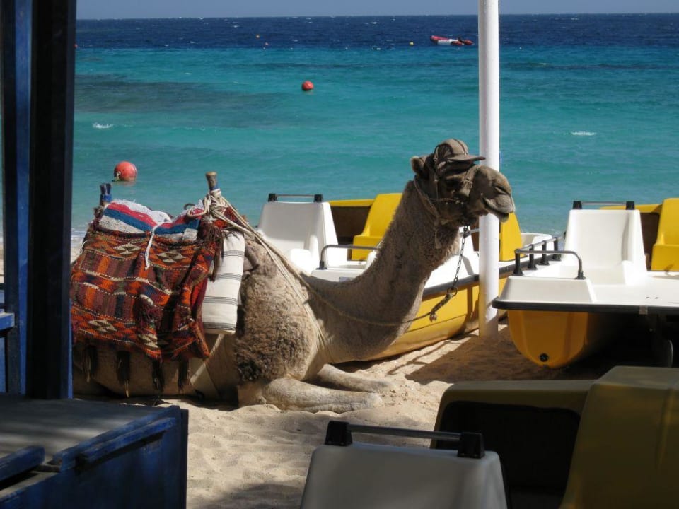 Das Standkamel Mövenpick Resort El Quseir