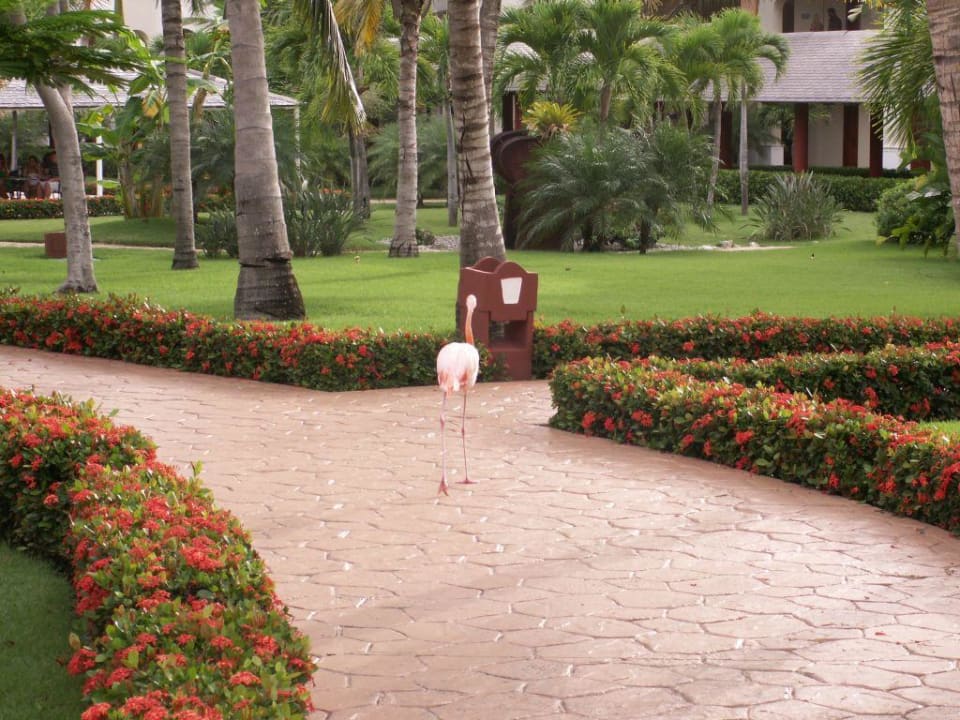 Folow me Iberostar Waves Punta Cana