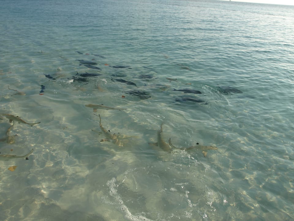Ausblick Safari Island Maldives
