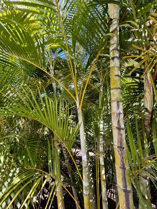Gartenanlage Lopesan Costa Meloneras, Resort & Spa