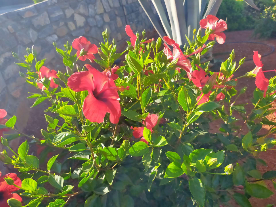 Gartenanlage Atlantica Mikri Poli Crete