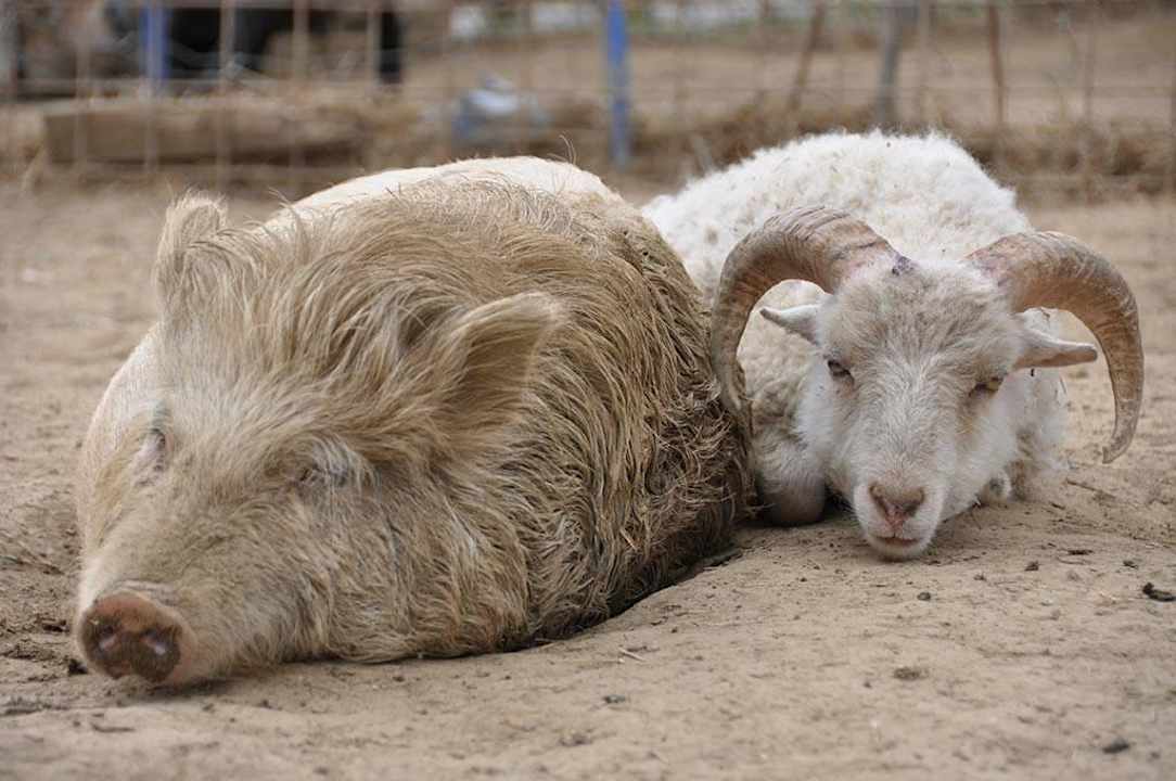 Arkadenhof Arkadenhof Familie Flasch