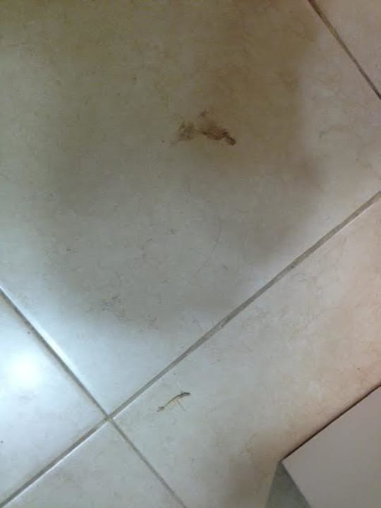 Nettoyage Sun Club Eldorado