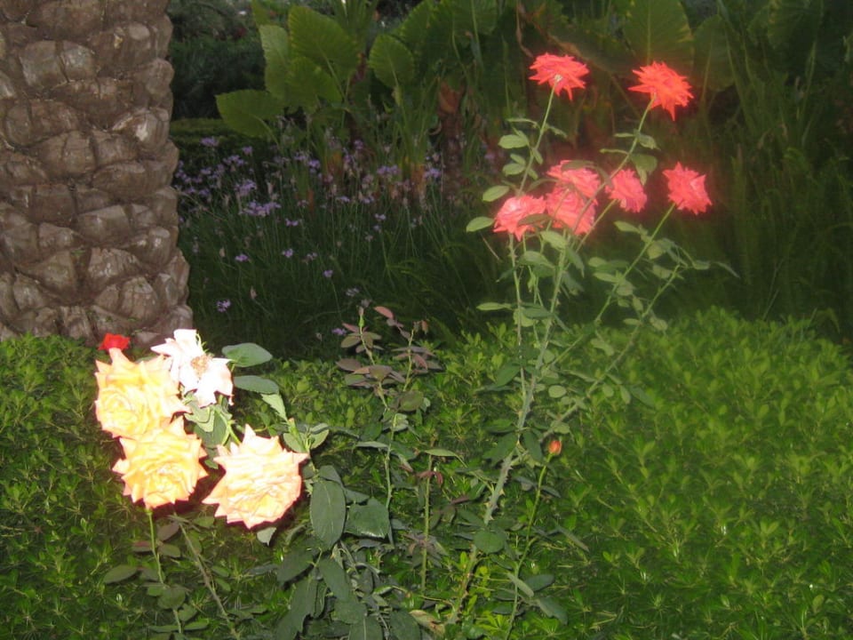 Blumen Sunis Kumköy Beach Resort Hotel & Spa