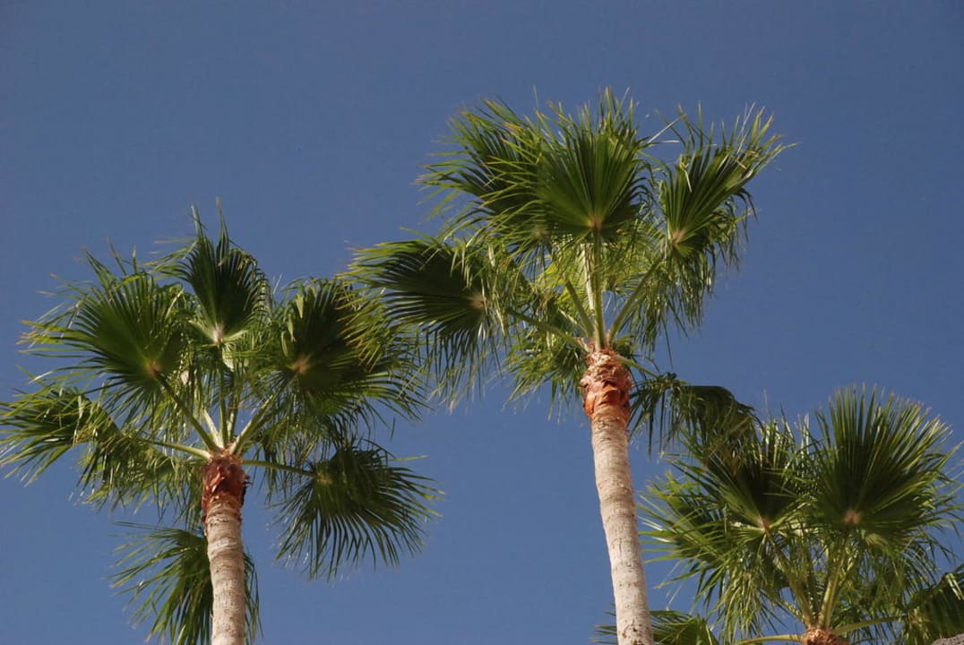 3 Palmen am Strand Hotel Riu Palace Jandia