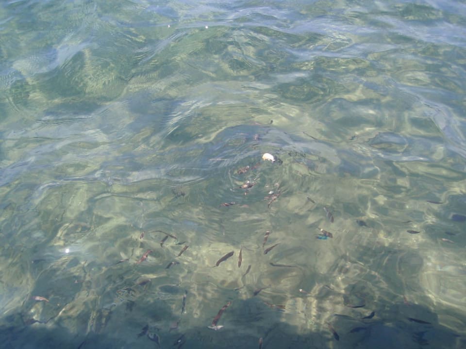 Fische im Meer Tiana Beach Resort