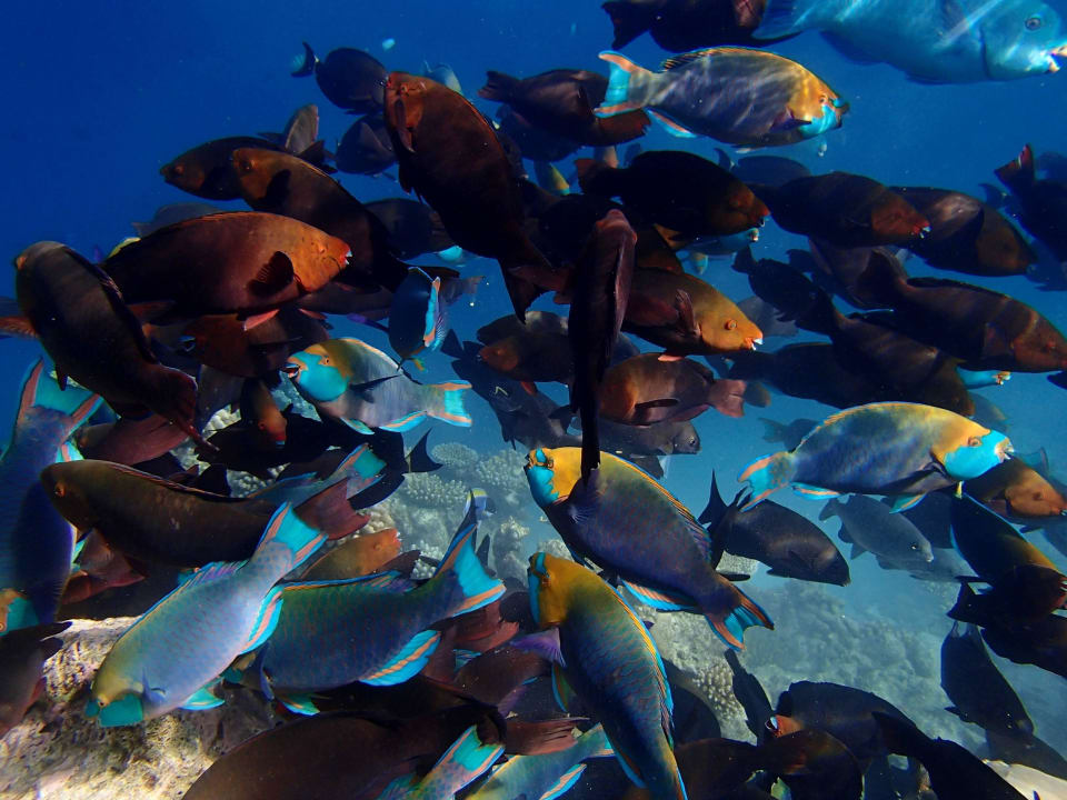 Fischschwärme Diamonds Thudufushi