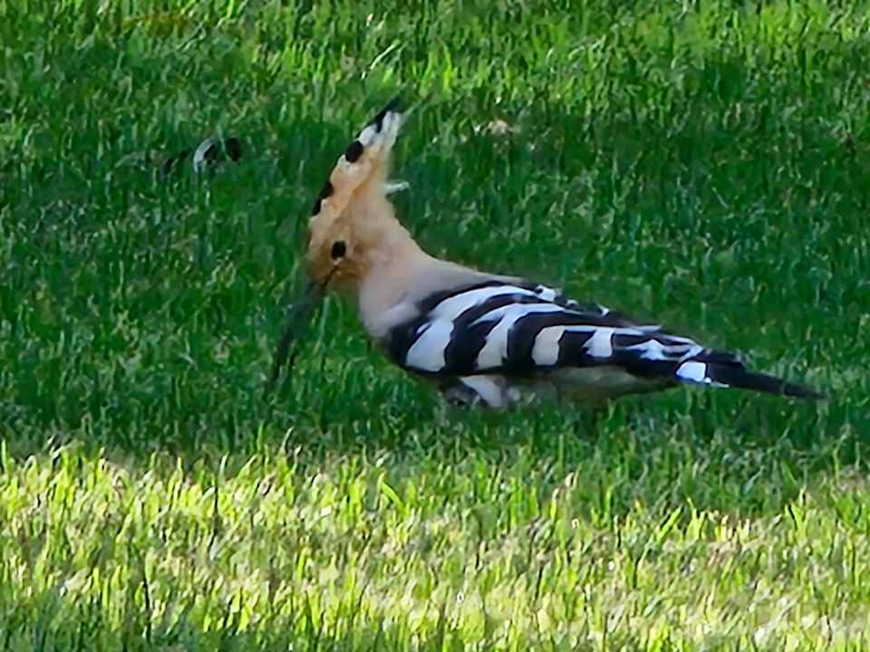 Sonstiges Desert Rose