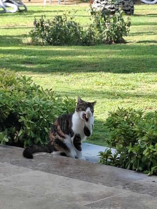 Sonstiges Kamelya Selin Hotel