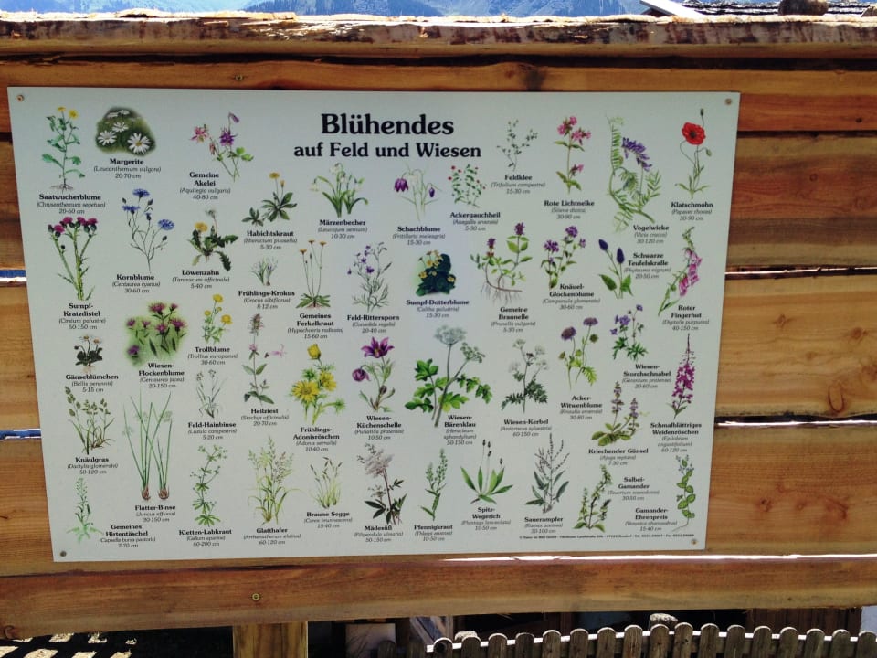 Bildtafel Gräser The Alpine Palace