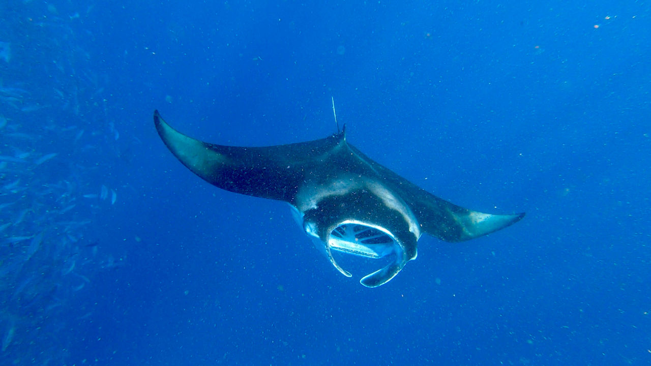 Sport & Freizeit Vilamendhoo Island Resort & Spa