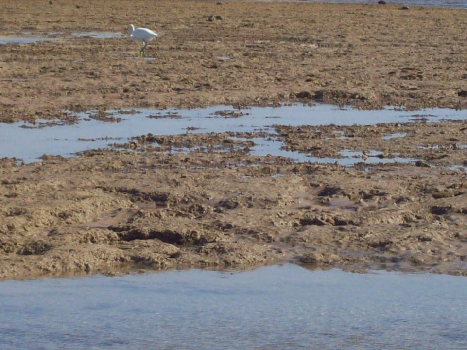Kein schöner Strand Pickalbatros Jungle Aqua Park Resort - Neverland Hurghada