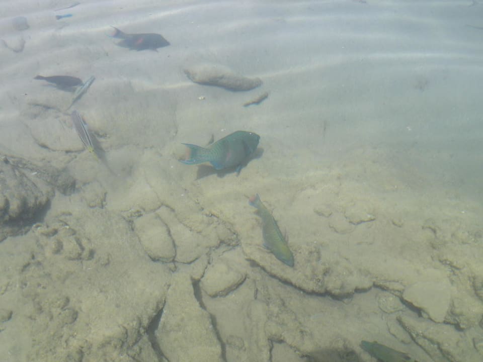 Fische in allen Farben Siva Golden Bay Makadi