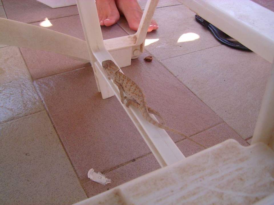 Netter Besucher am Pool Hotel El Mouradi Djerba Menzel