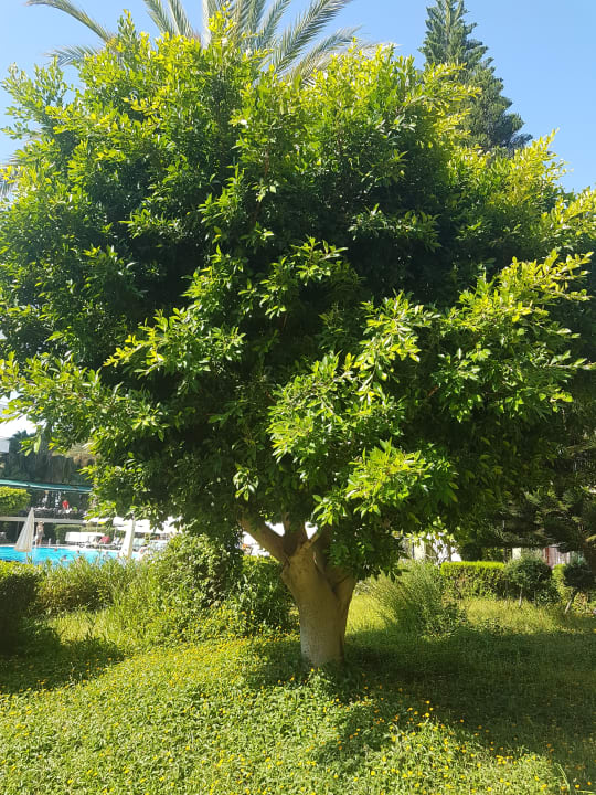 Gartenanlage Hotel Gardenia Beach