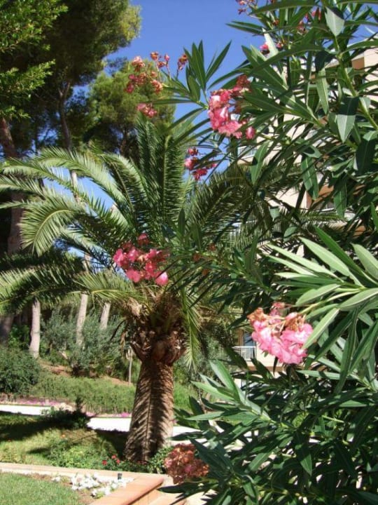 Gartenanlage Grupotel Orient