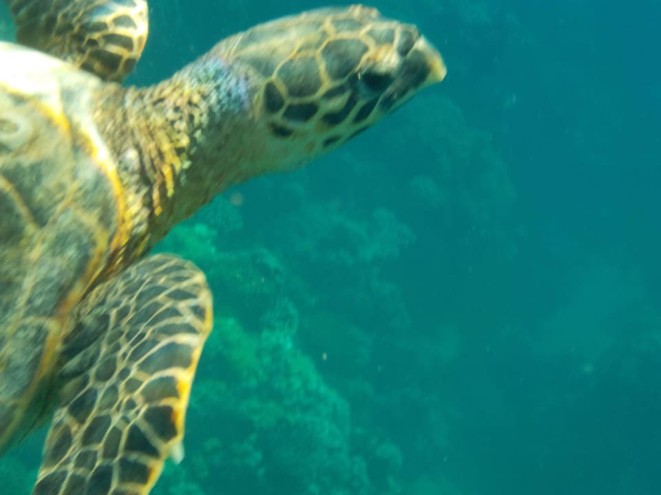 Schildkröte Casa Mare Resort