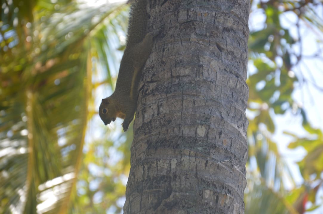 Eichhörnchen The Westin Resort Nusa Dua, Bali