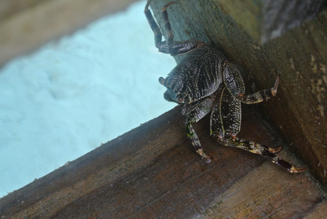 Besucher auf der Wasservillatreppe Meeru Maldives Resort Island