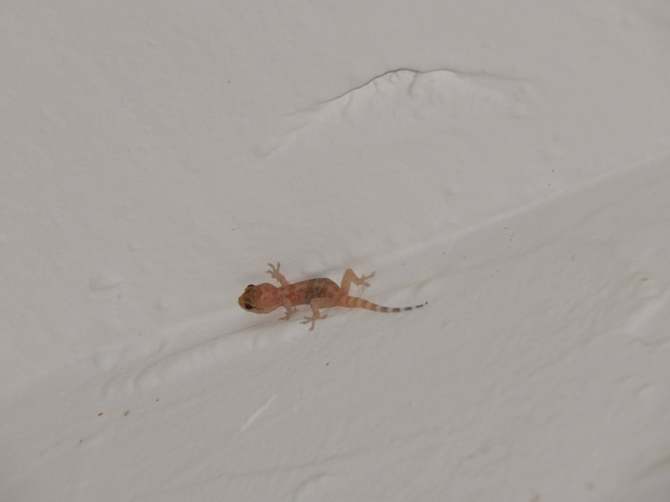 Und das Baby auch immer dabei Sahara Beach Club