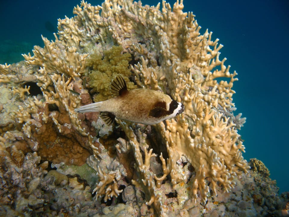 14 Stella Beach Resort & Spa Makadi Bay