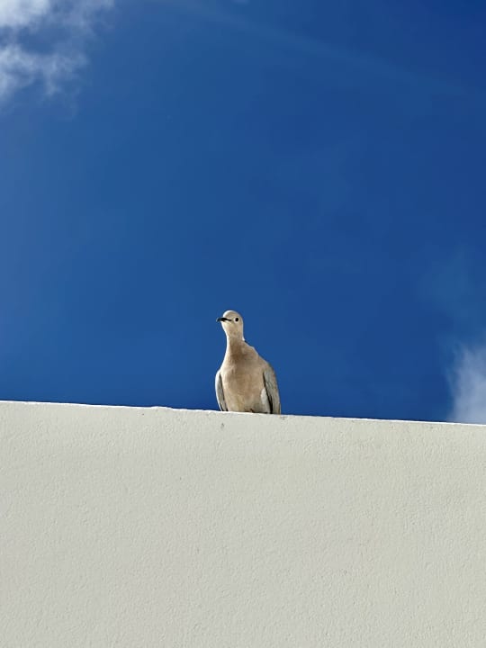 Ausblick Hotel Las Costas