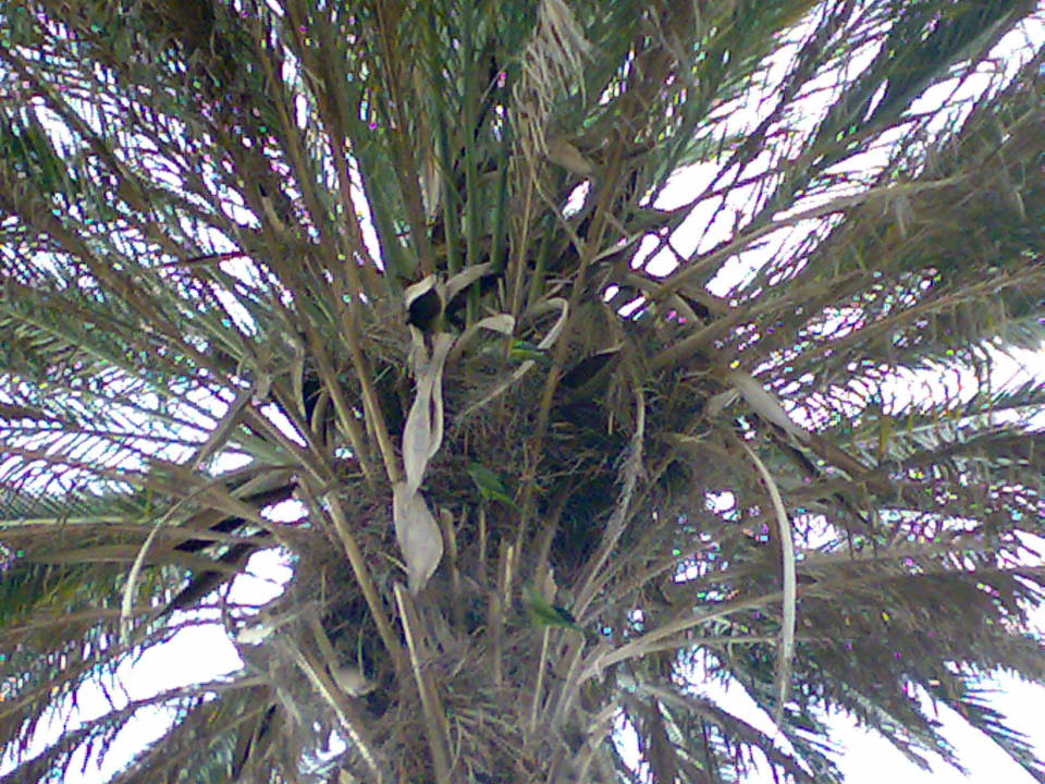 Papageien nisten auf der Palme HL Miraflor Suites Hotel