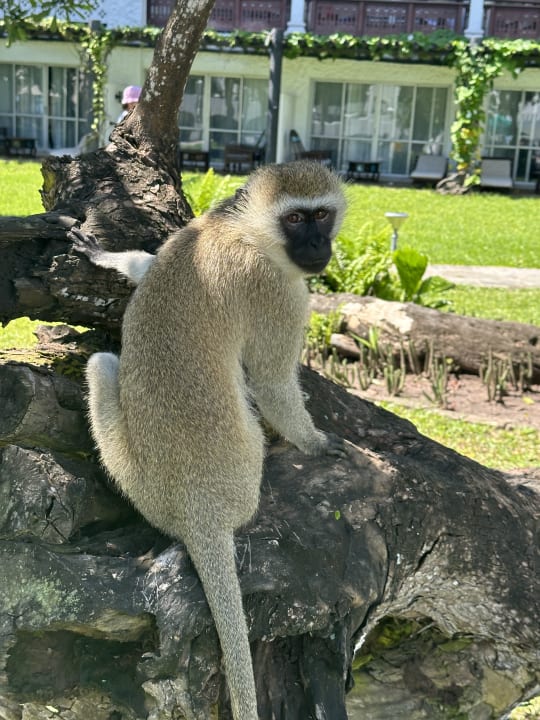 Gartenanlage Hotel Southern Palms Beach Resort