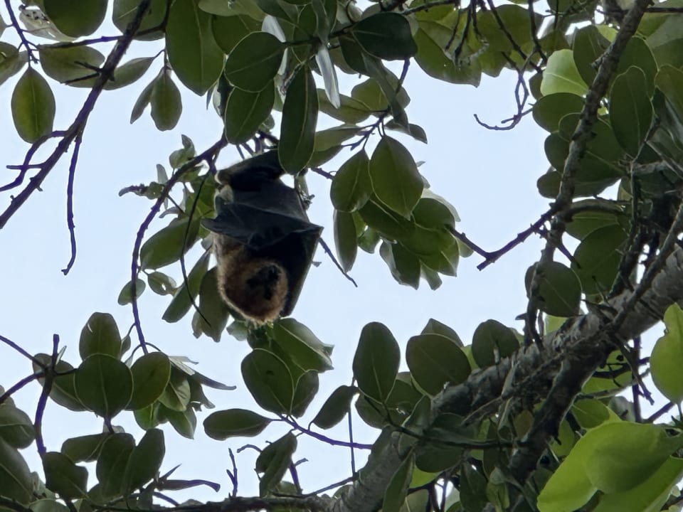 Gartenanlage Shandrani Beachcomber Resort & Spa