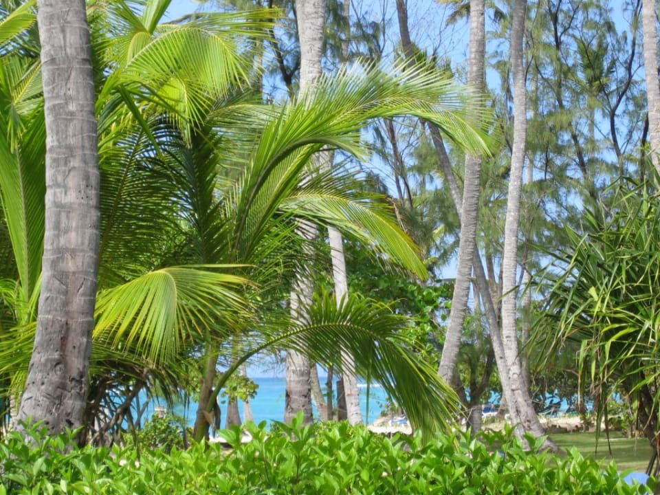 Aussicht vom Punta Cana Pool Grand Palladium Punta Cana Resort & Spa
