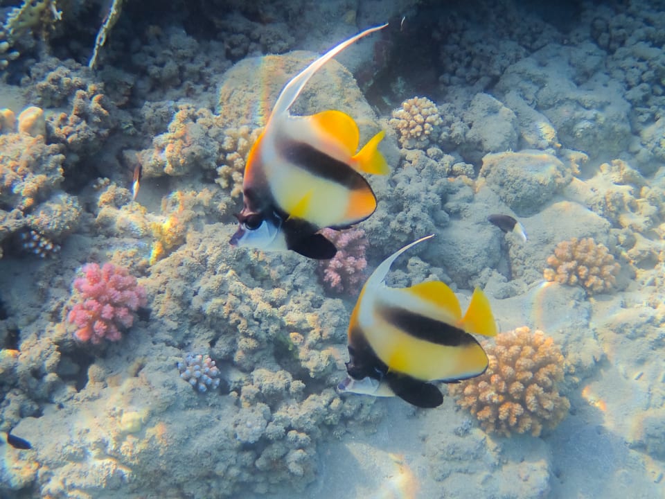 Sport & Freizeit Steigenberger Coraya Beach - Adults only