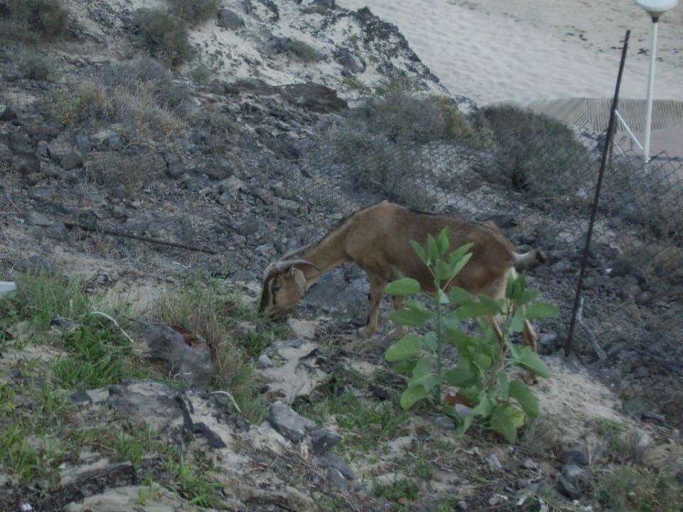 Ziegen SBH Club Paraiso Playa