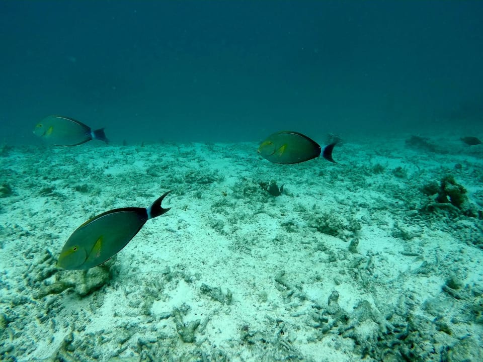 Sport & Freizeit Adaaran Select Hudhuran Fushi - Premium All Inclusive