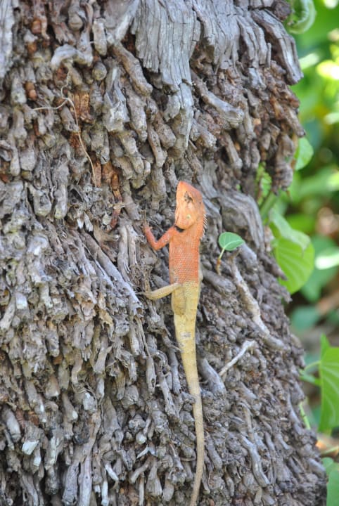 Haustier Cape Panwa Hotel