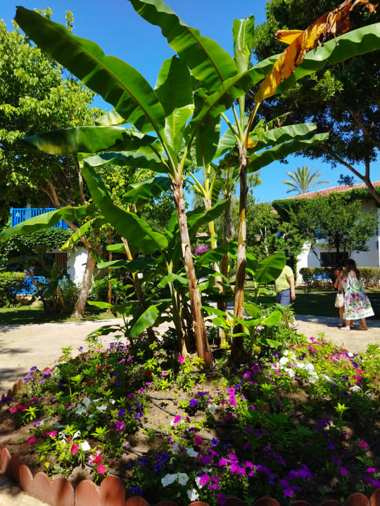 Gartenanlage Belconti Resort Hotel