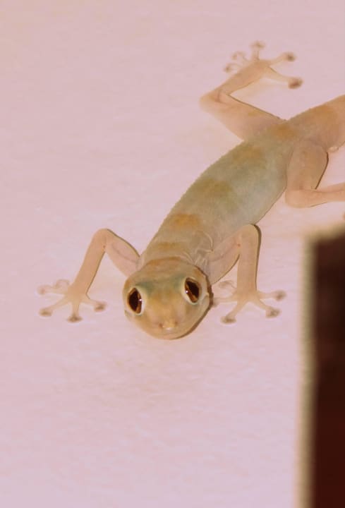 Lizard Brayka Bay Resort