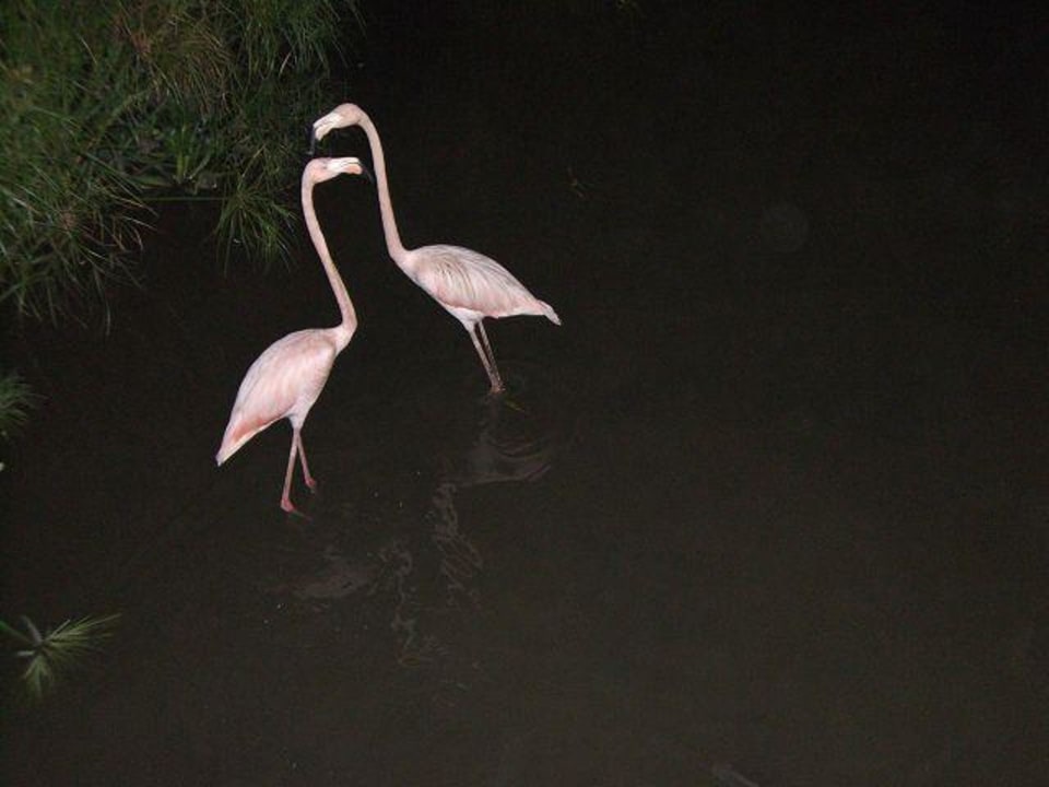 Mitbewohner des Hotelgartens Hotel Viva Dominicus Palace by Wyndham-All Inclusive Resort