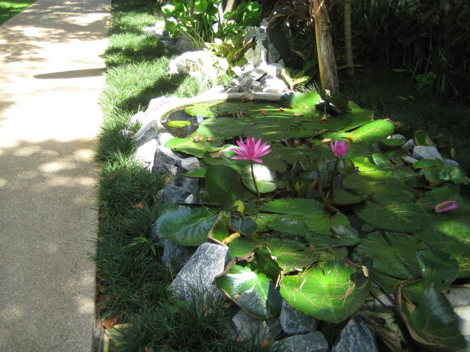 Miniteich Banana Fan Sea Resort