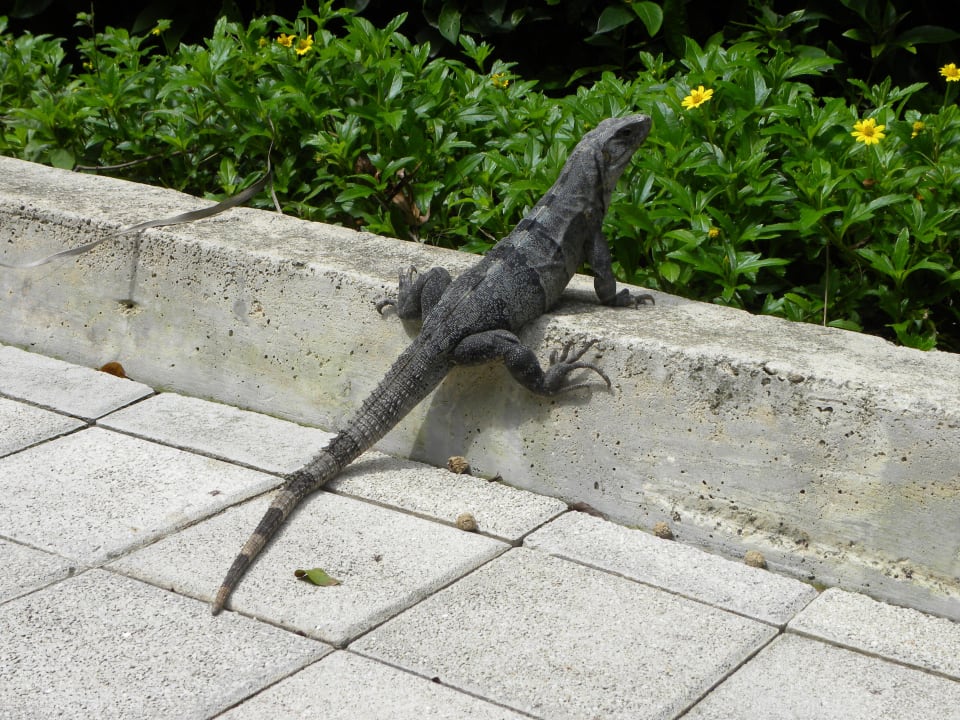Haustier Grand Sirenis Riviera Maya Resort & Spa